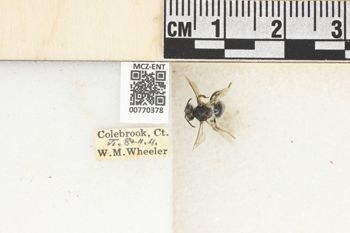 Media type: image;   Entomology 770378 Aspect: Labels